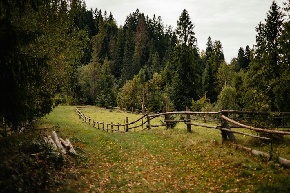 Potrero cercado junto a un bosque